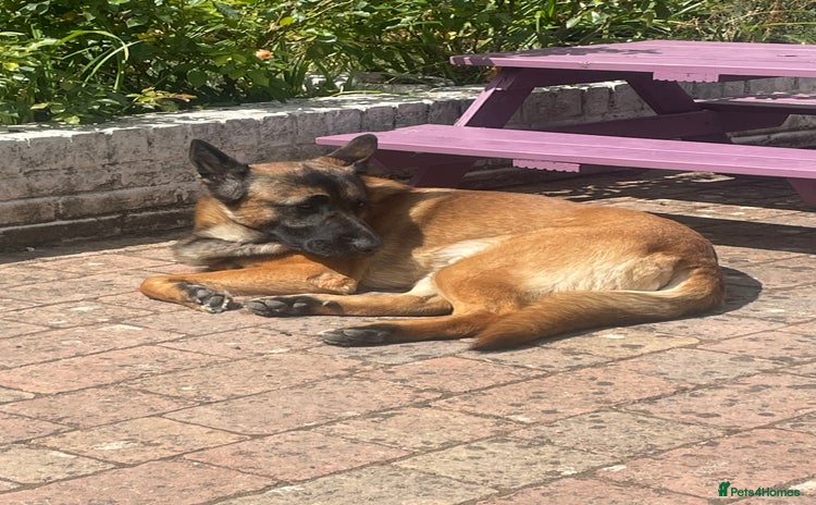 German Shepherd dogs - Advert 1