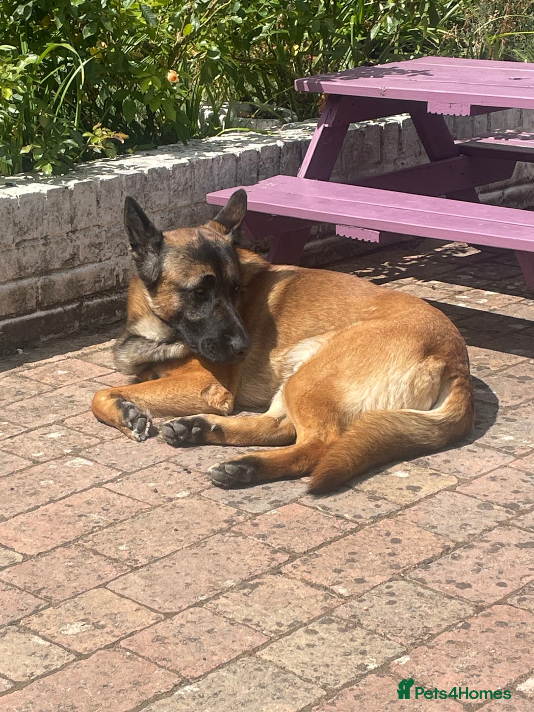 German Shepherd dogs for sale: 2 years old German Shepherd needs a new home - Image 1