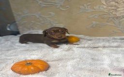 Dachshund dogs for sale: Dachshund Miniature  - Image 12