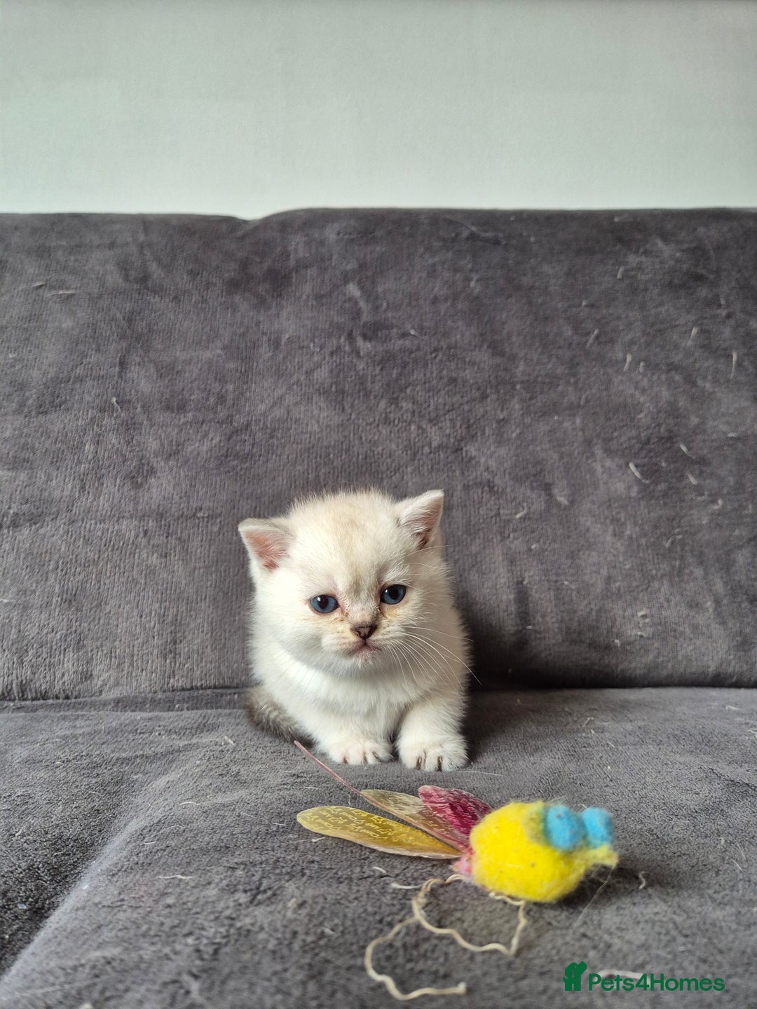 British Shorthair cats for sale: TICA Blue/gold/silver colourpoint - Image 27