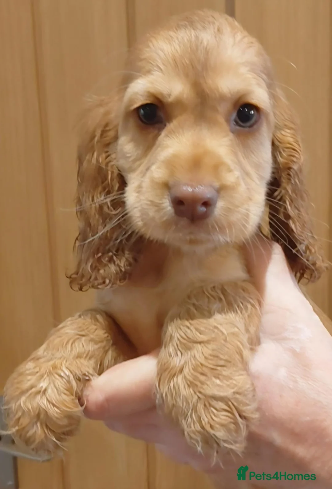 Cocker Spaniel dogs for sale: Golden show type chunky puppies - Advert 8