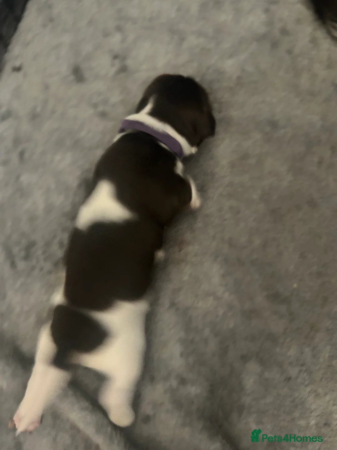 Sprollie dogs for sale: Beautiful litter of sprollies - Advert 6