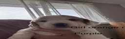 Cocker Spaniel dogs for sale: Cocker spaniel puppies  - Advert 15