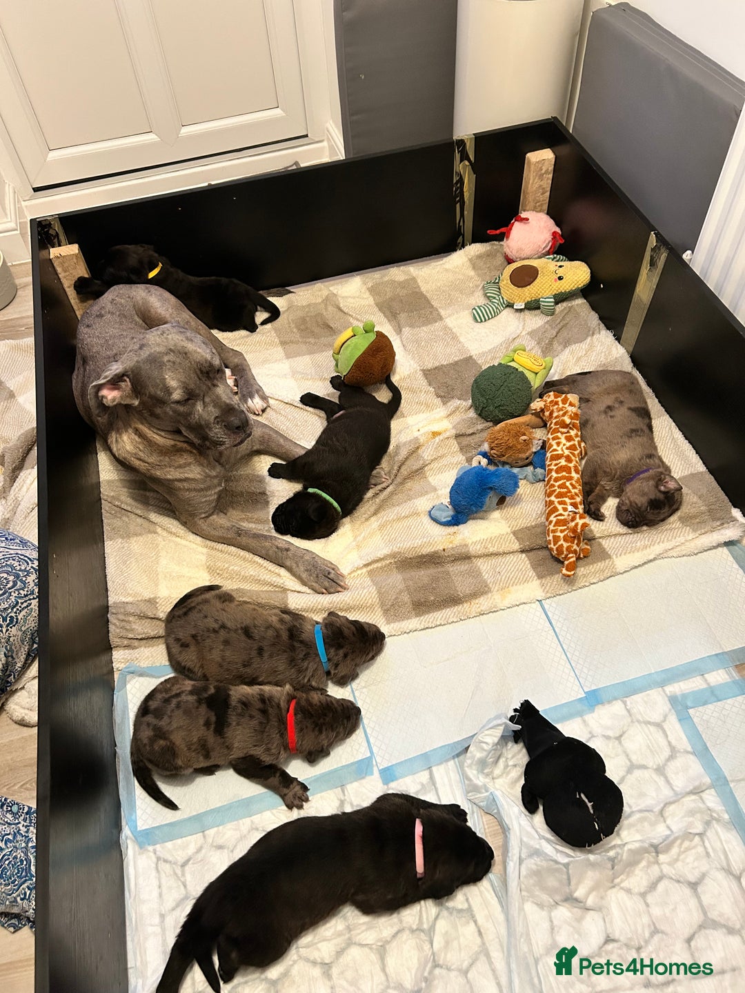 Mixed Breed dogs for sale: Rottie Corso for sale  - Image 1