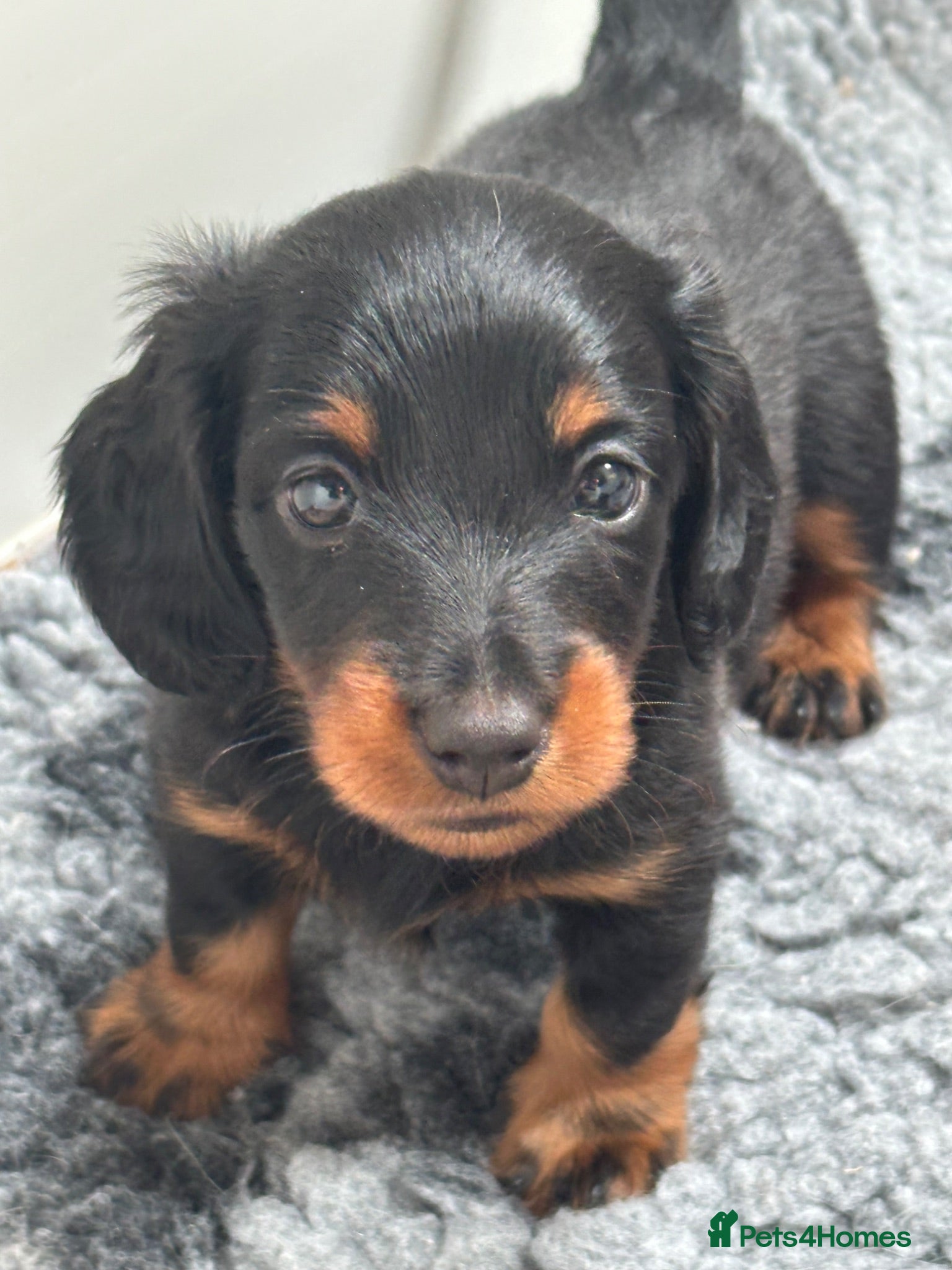 Miniature Dachshund dogs Long haired miniature daschunds  - Advert 2