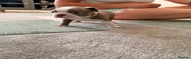 Boston Terrier 1 (Thor)