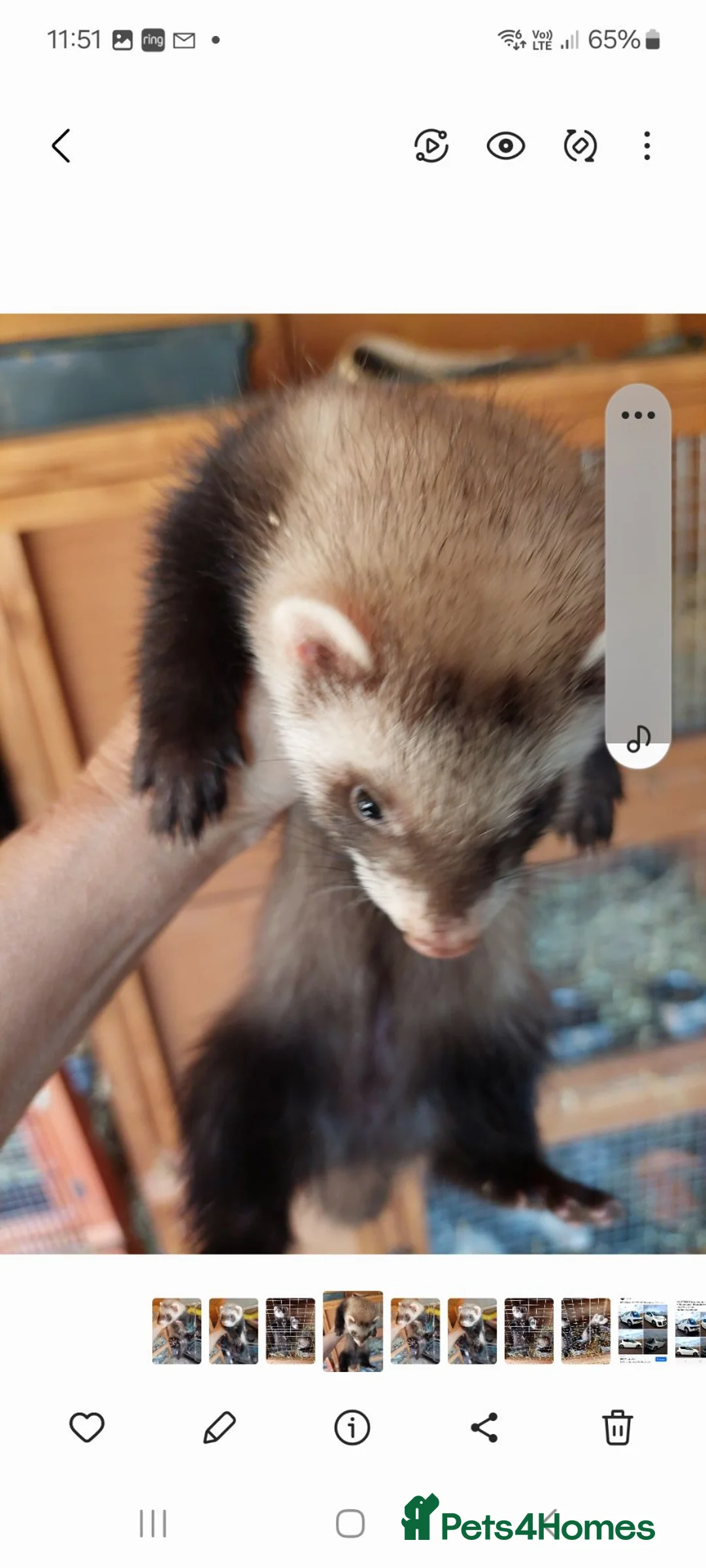 Ferret rodents for sale: 3 jills and 1 hob baby ferrets for sale  - Advert 2