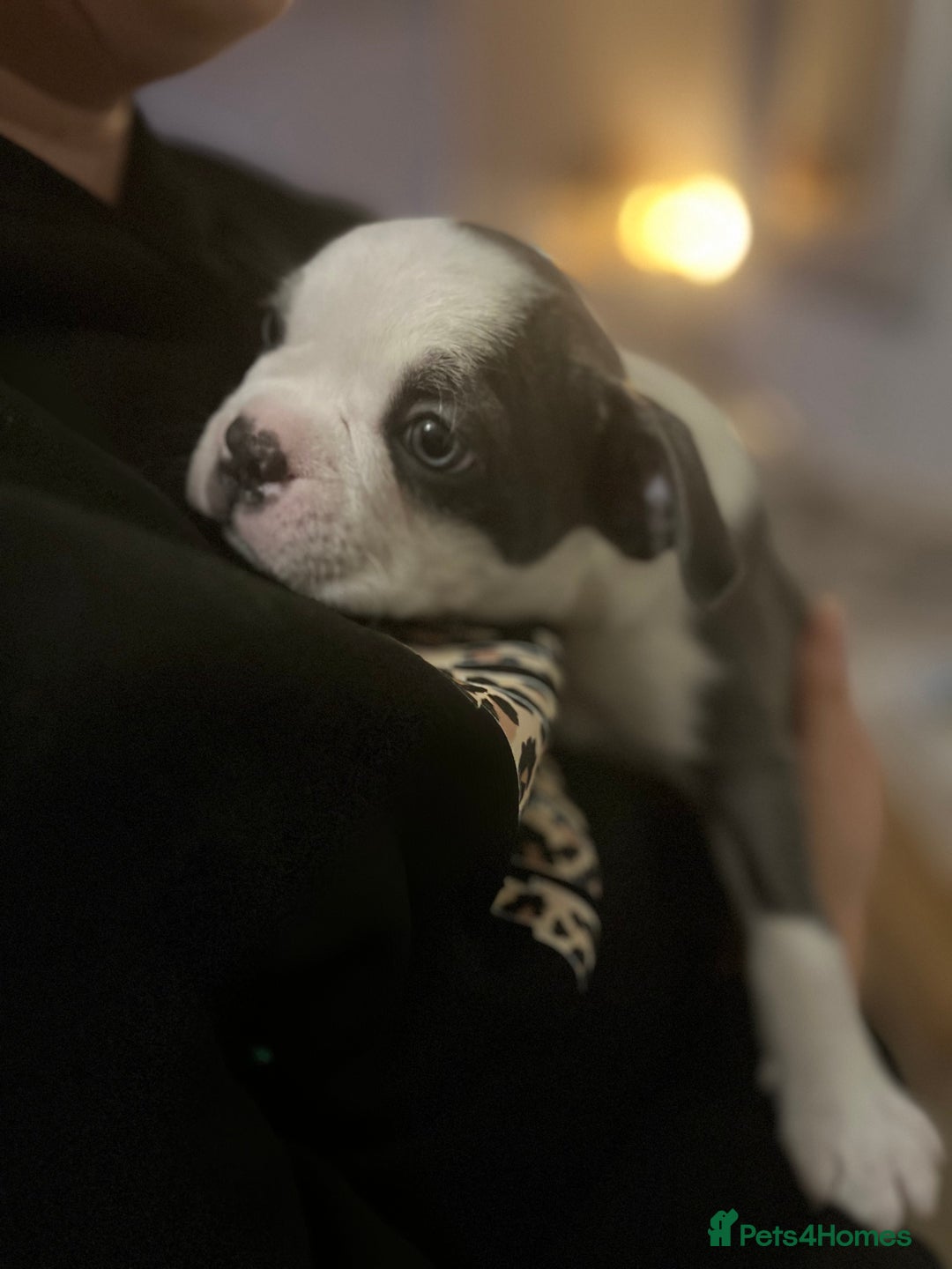 Boston Terrier dogs for sale: Stunning Bostons *1 BEAUTIFUL BOY REMAINING* - Advert 1
