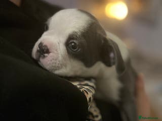 Boston Terrier dogs Stunning Bostons *1 BEAUTIFUL BOY REMAINING* - Advert 16