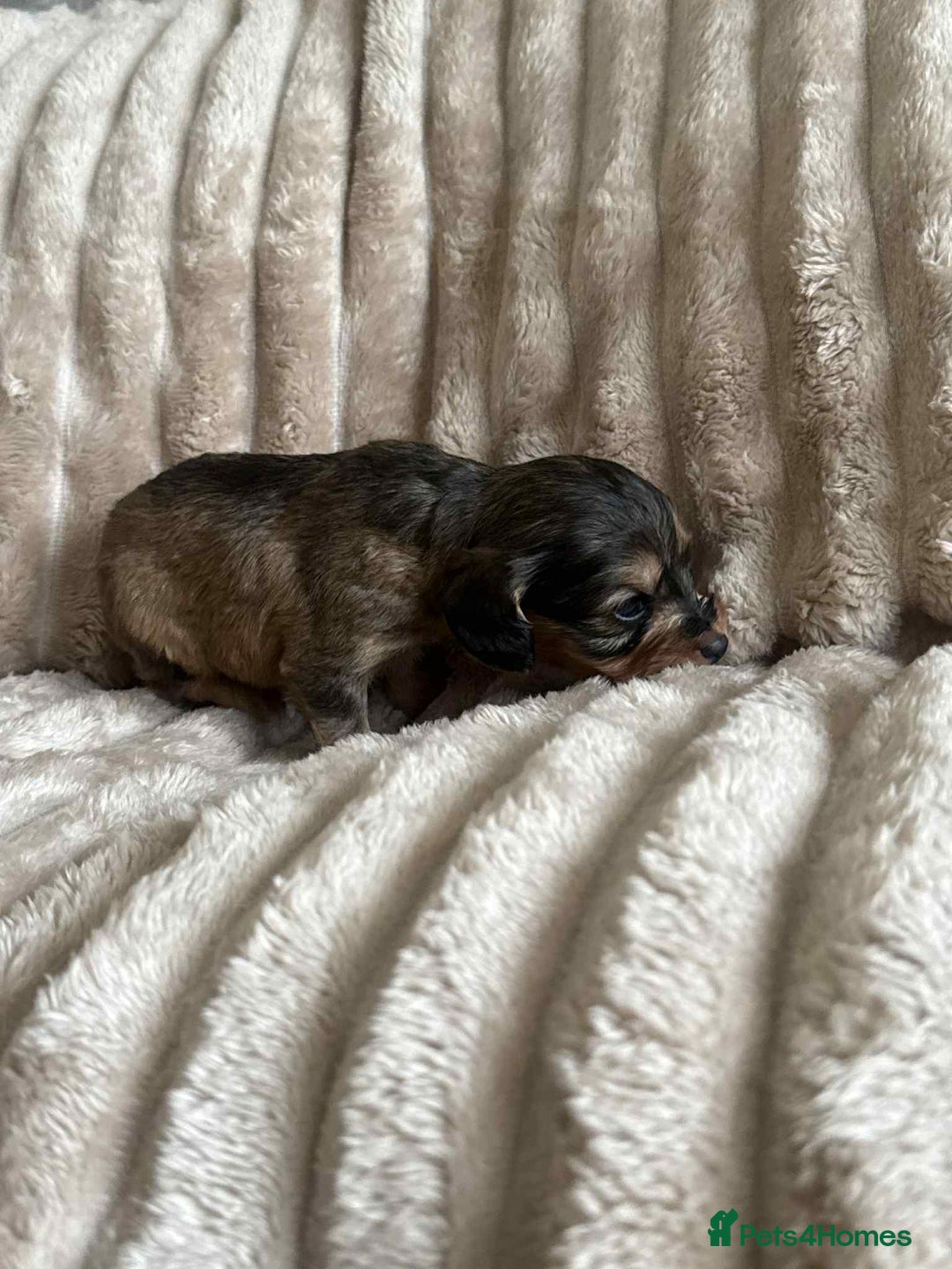 Cockapoo dogs for sale: Cockapoo F1B STUNNING COLOURS 4 available - Advert 5