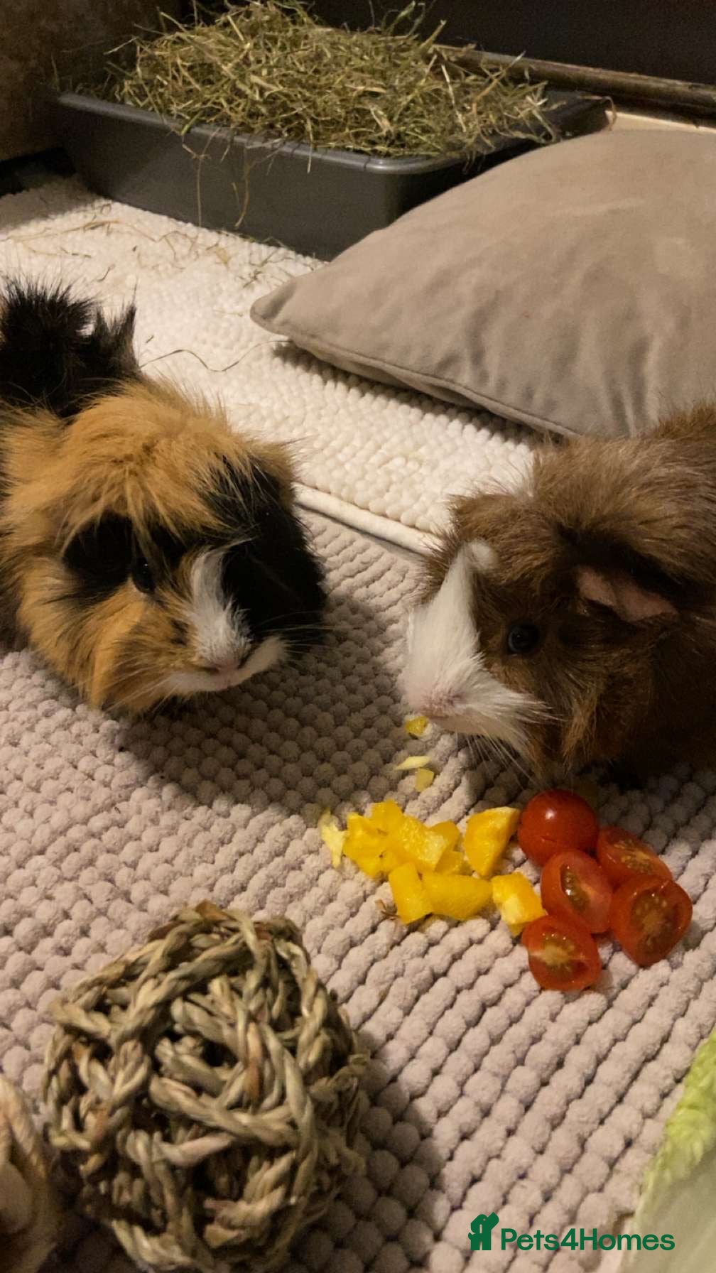 Guinea Pig rodents 2 lovely boys looking for a 5 star home  - Advert 1