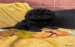 Cockapoo dogs for sale: American unique Black & Tan Cockapoo Girl - Image 1