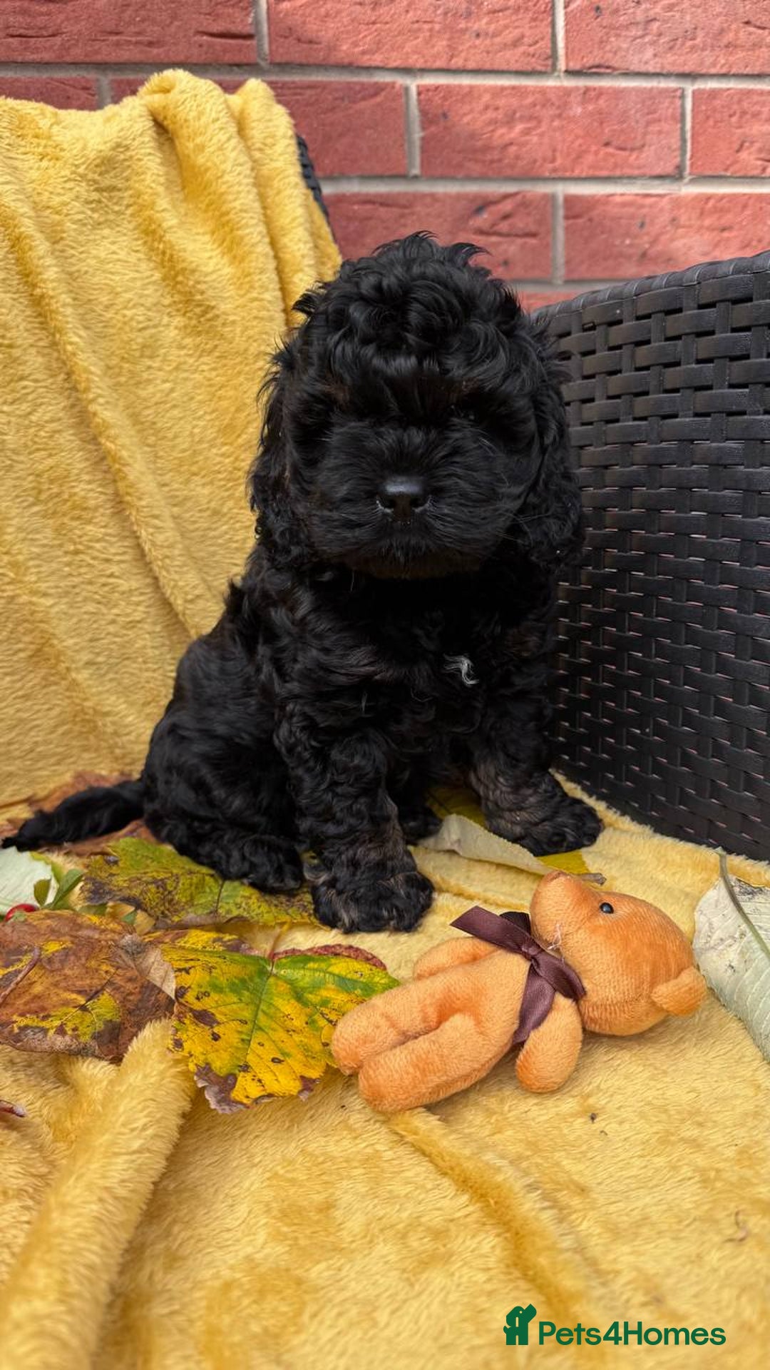 Cockapoo dogs for sale: American unique Black & Tan Cockapoo Girl - Image 1