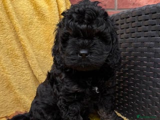 Cockapoo dogs - Advert 1