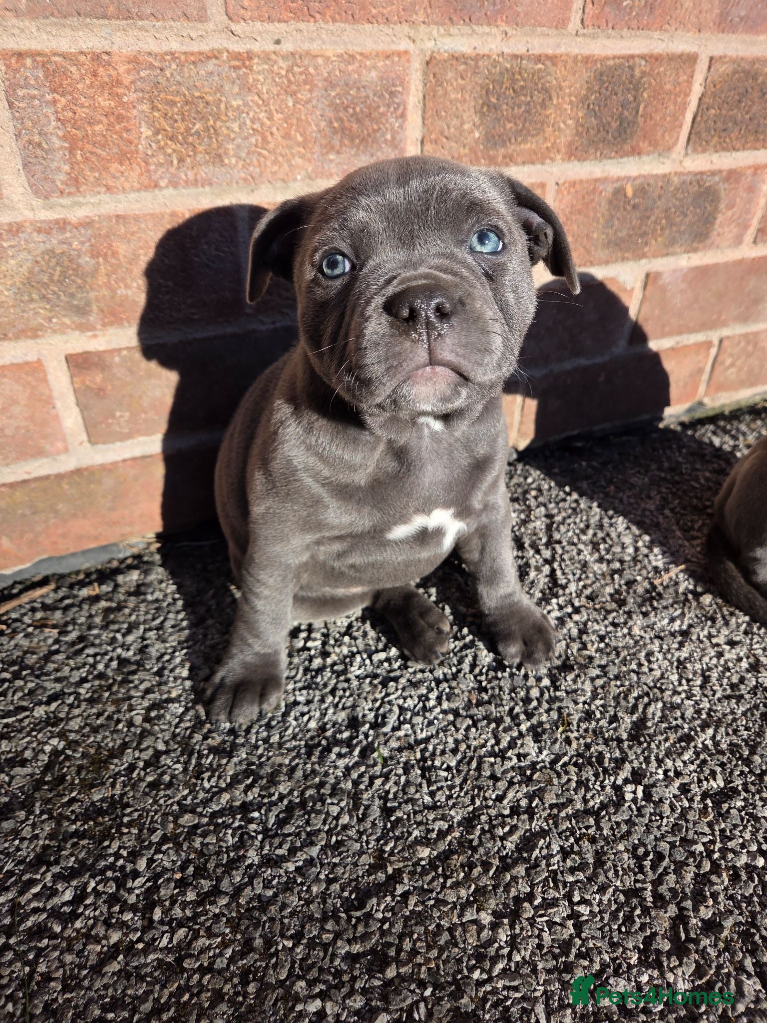 Staffordshire Bull Terrier dogs Beautiful KC Staffordshire Bull Terrier Girl  - Advert 6