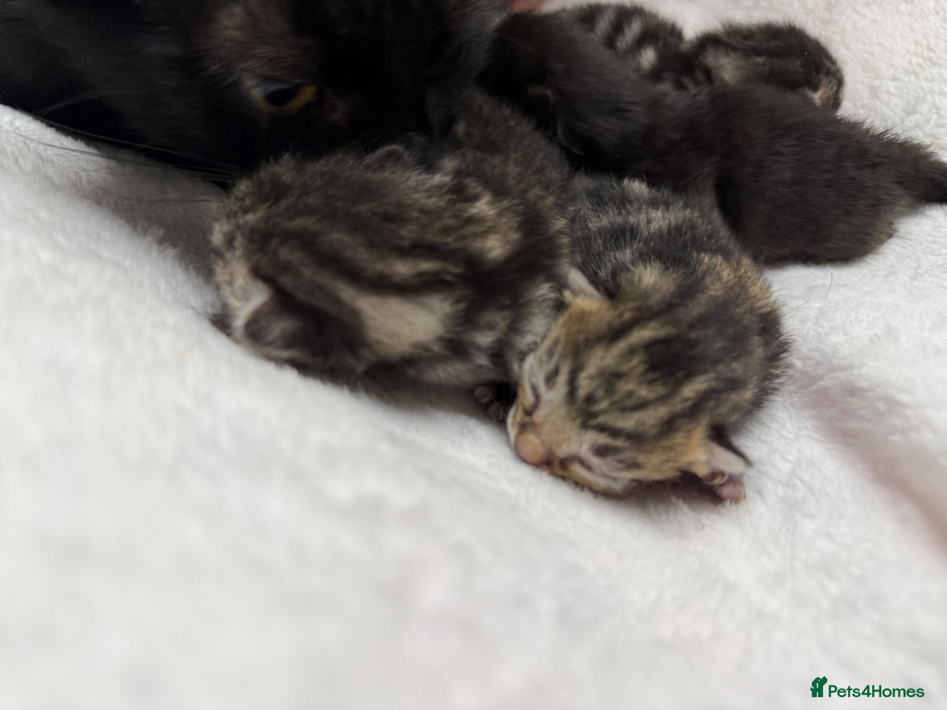 Mixed Breed cats Maine coon cross kittens  - Advert 1