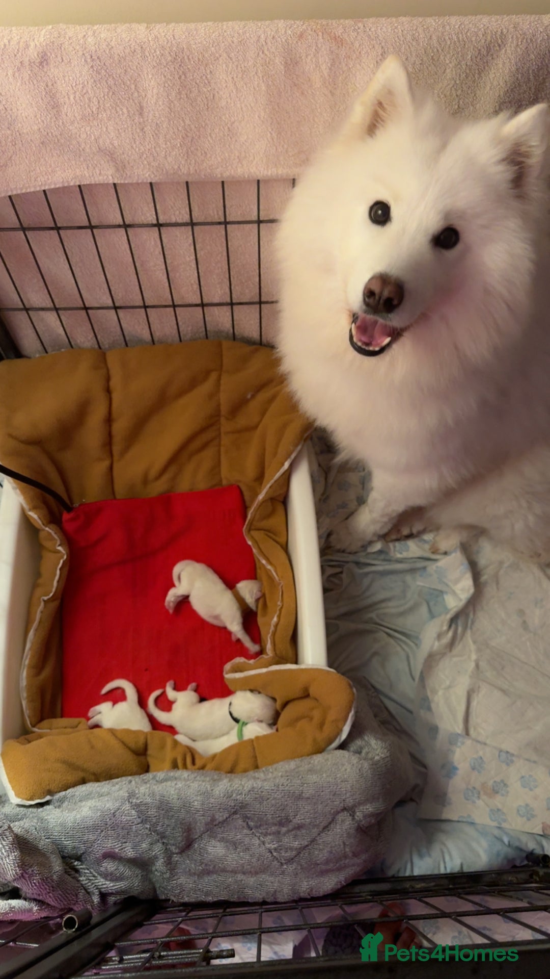 Samoyed dogs for sale: Beautiful Samoyed Pups Ready for a Loving Home  - Advert 1