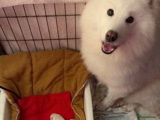 Samoyed dogs Samoyed Pups Ready To be Homed - Advert 3