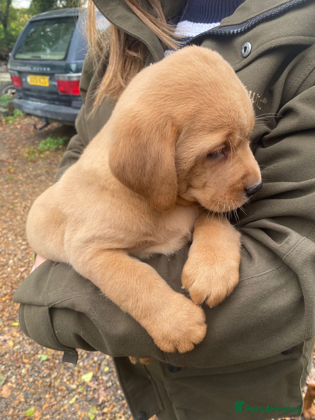 Labrador Retriever dogs for sale: Red labrador puppies - Image 6