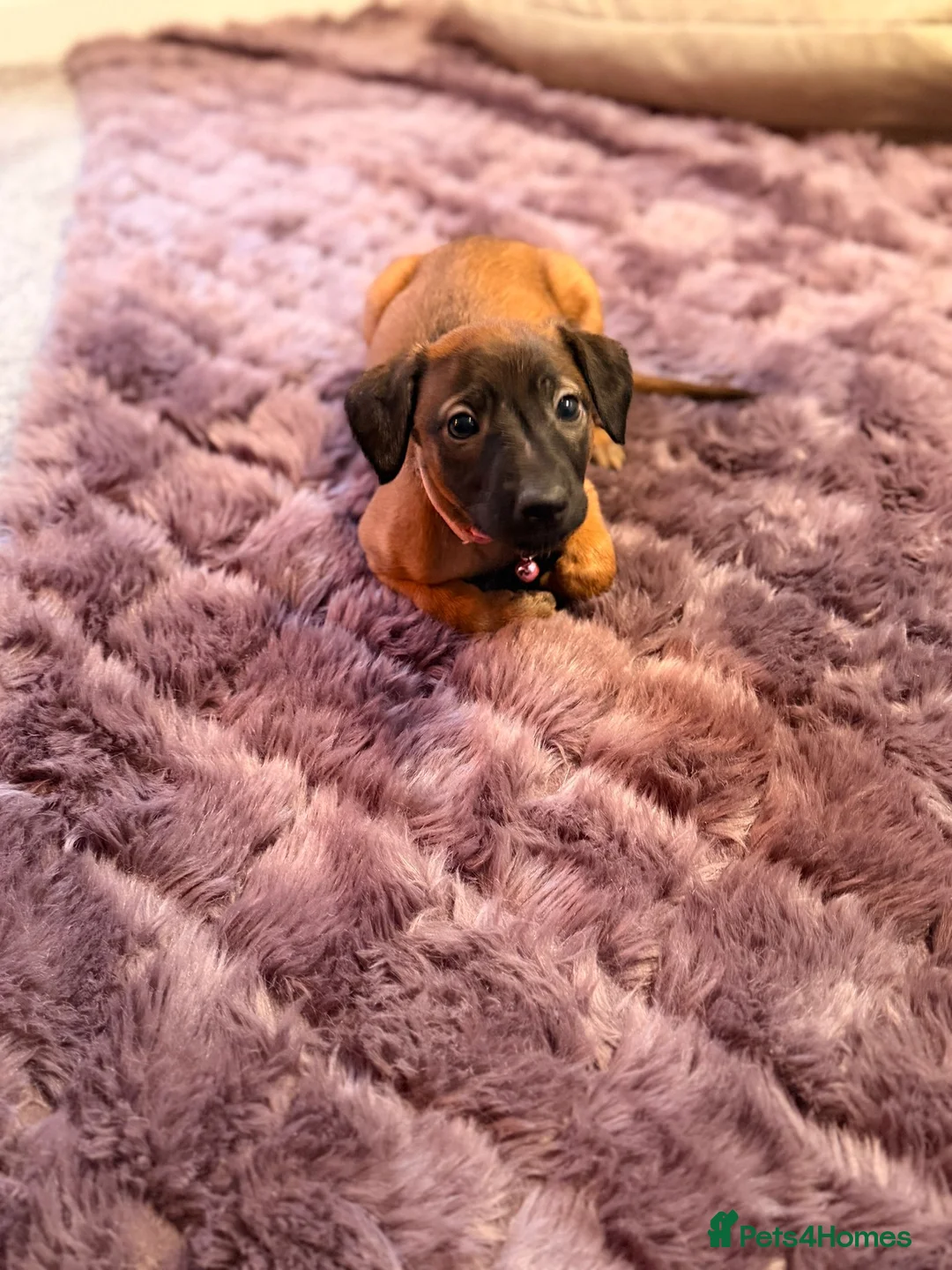 Mixed Breed dogs for sale: All Girls Greyhound/Whippet/Lurcher Cross Puppies! - Advert 8