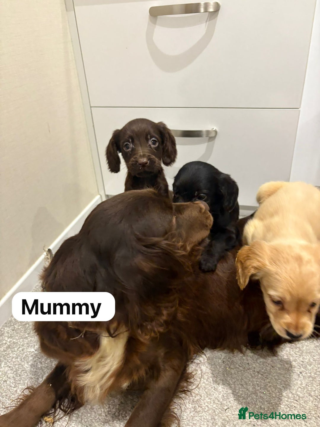 Cocker Spaniel dogs for sale: Cocker spaniel puppies ready to leave  - Advert 6