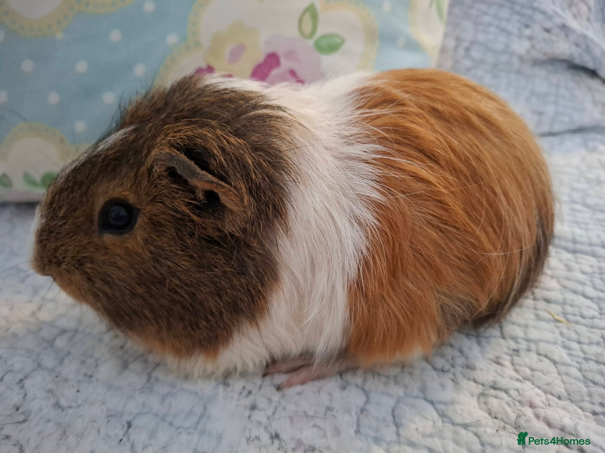 Guinea Pig rodents Lovely Young Guinea-Pigs Ready Now  - Advert 2