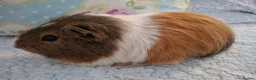 Guinea Pig rodents for sale: Lovely Young Guinea-Pigs Ready Now  - Advert 2