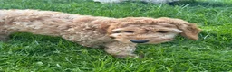 Cockapoo dogs for sale: Red & Apricot Cockapoo Puppies in Airdrie - Advert 9
