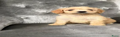 Cockapoo 6