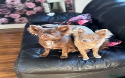 Chihuahua dogs for sale: Beautiful Long Coat Chihuahua Puppies - Image 9