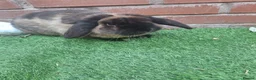 Mini Lop rabbits for sale: Adorable pure bred mini lops  - Advert 6