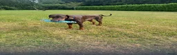 Dobermann dogs for sale: Male intact Doberman in Ruthin - Advert 3
