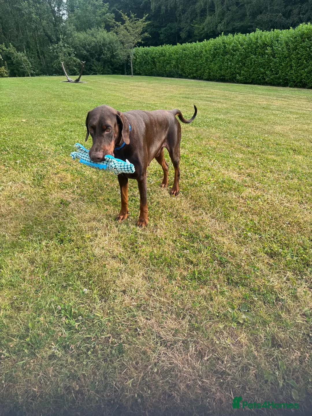 Dobermann dogs for sale: Male intact Doberman in Ruthin - Advert 3