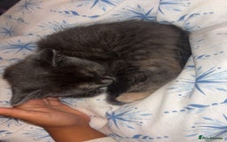 Mixed Breed cats for sale: 2 male 2 female kittens  - Image 5