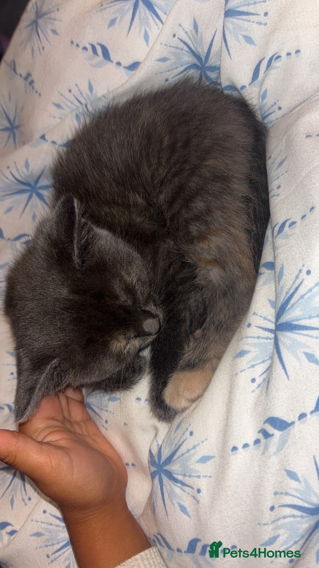Mixed Breed cats for sale: 2 male 2 female kittens  - Image 5