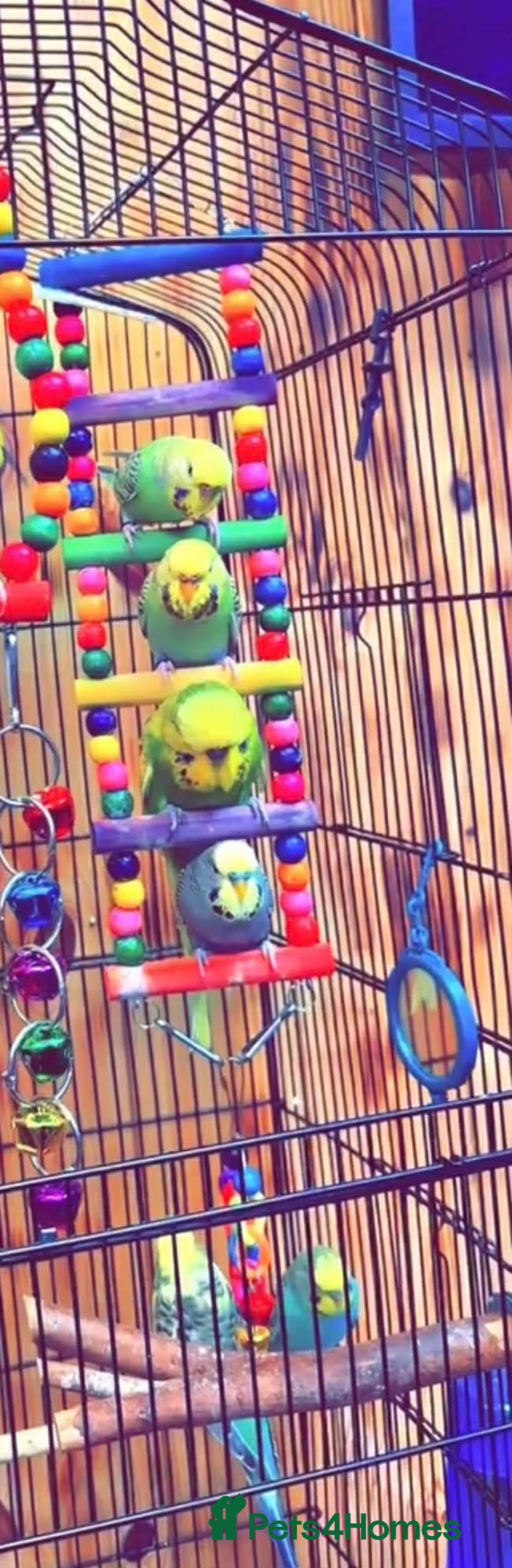 Budgerigars birds for sale: Budgies for sale - Advert 3