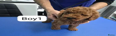 Miniature Poodle 1