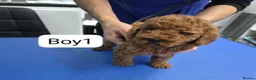Miniature Poodle dogs for sale: Miniature Poodle  in Saint Helens - Advert 9