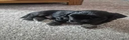 Mixed Breed dogs for sale: Little of 6 beautiful pups in Salisbury - Advert 10