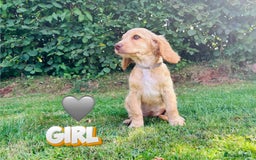 Cockapoo dogs for sale: 6 beautiful champagne and gold 🐶  - Image 14