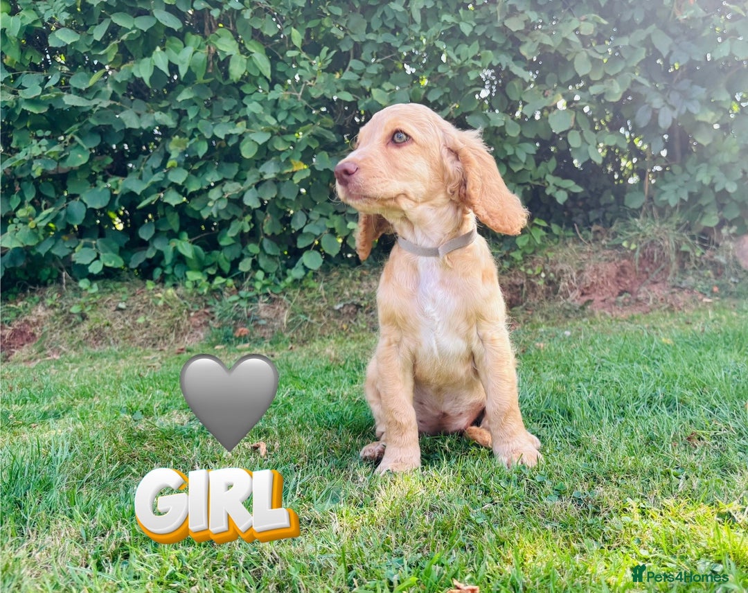 Cockapoo dogs for sale: 6 beautiful champagne and gold 🐶  - Image 14
