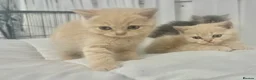 British Shorthair cats for sale: ⭐️ 6 BRITISH CREAM SHORTHAIR ⭐️ - Advert 3