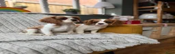 Cavalier King Charles Spaniel dogs for sale: 2 Blenheim cavalier King Charles spaniel boys  - Advert 3
