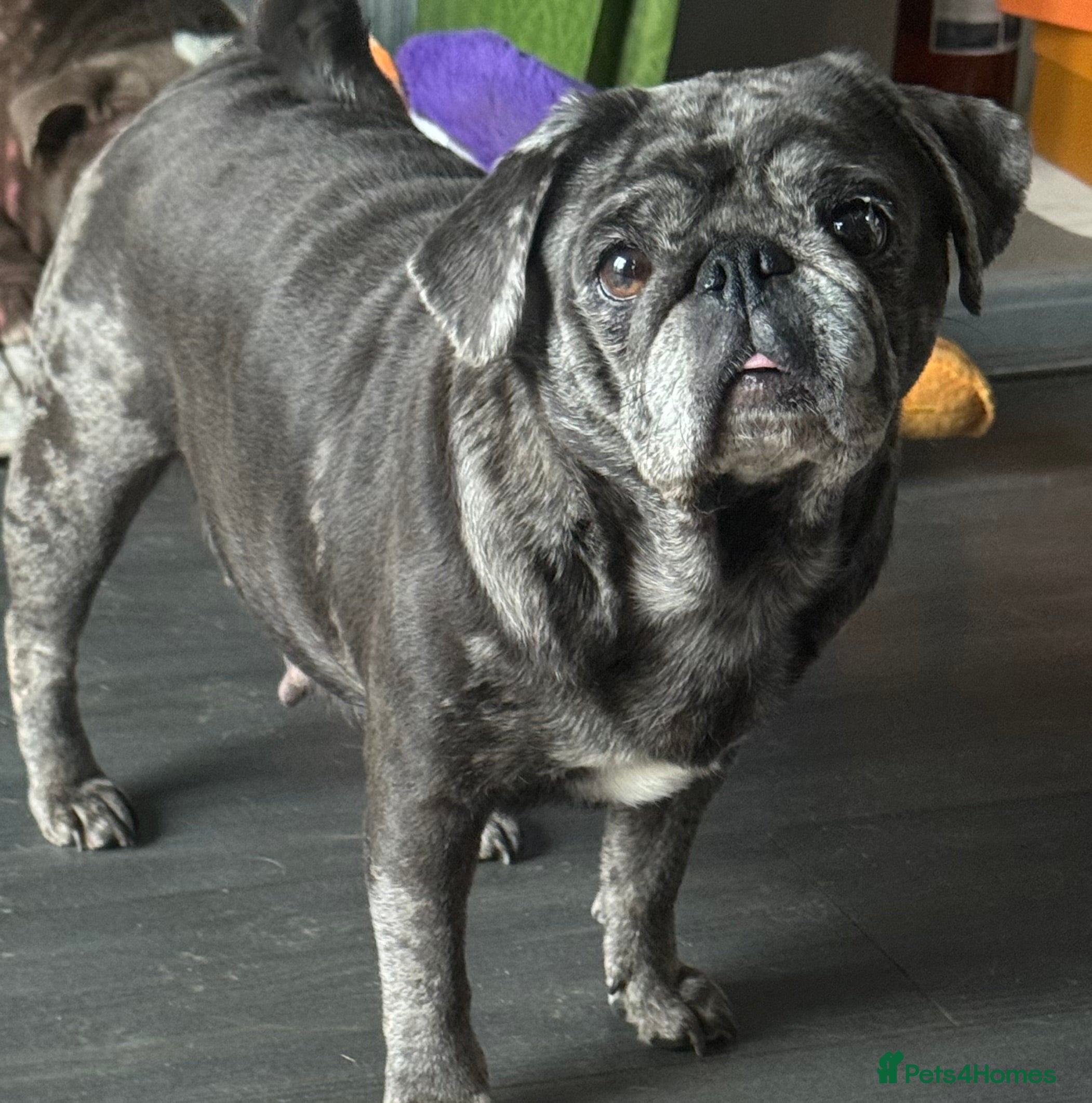 Pug dogs Blue merle pug girl  - Advert 2