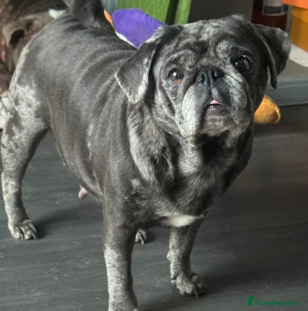 Pug dogs for sale: Blue merle pug girl  - Advert 1