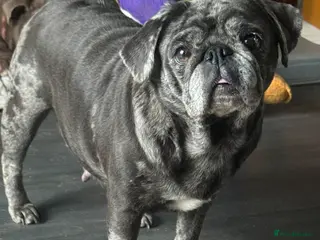 Pug dogs Blue merle pug girl - Advert 14