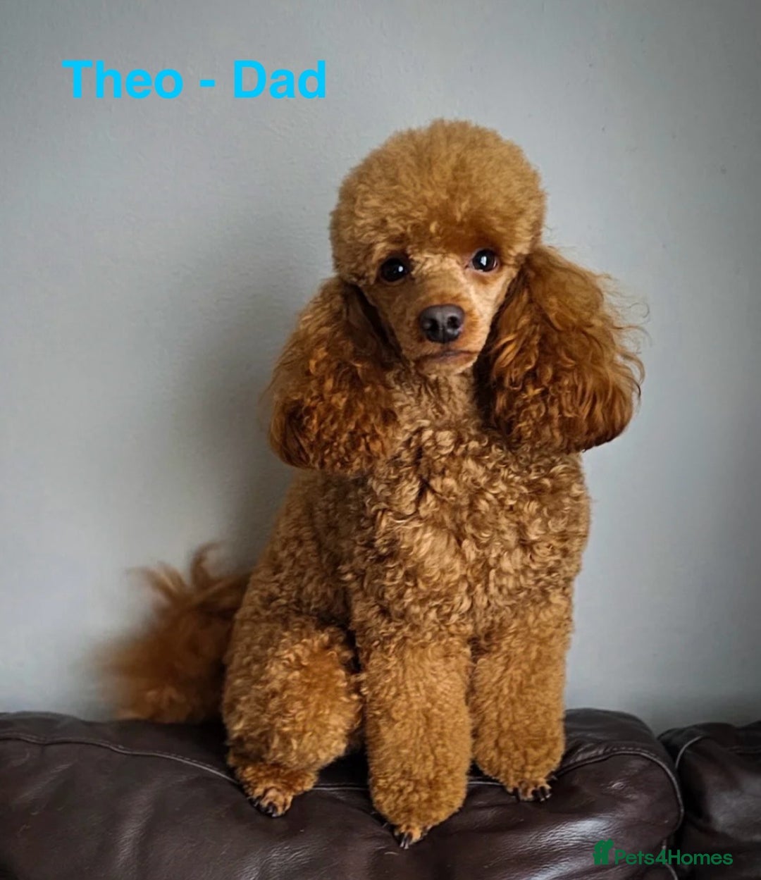 Maltipoo dogs for sale: Miniature F1 Maltipoo Puppies - Image 7