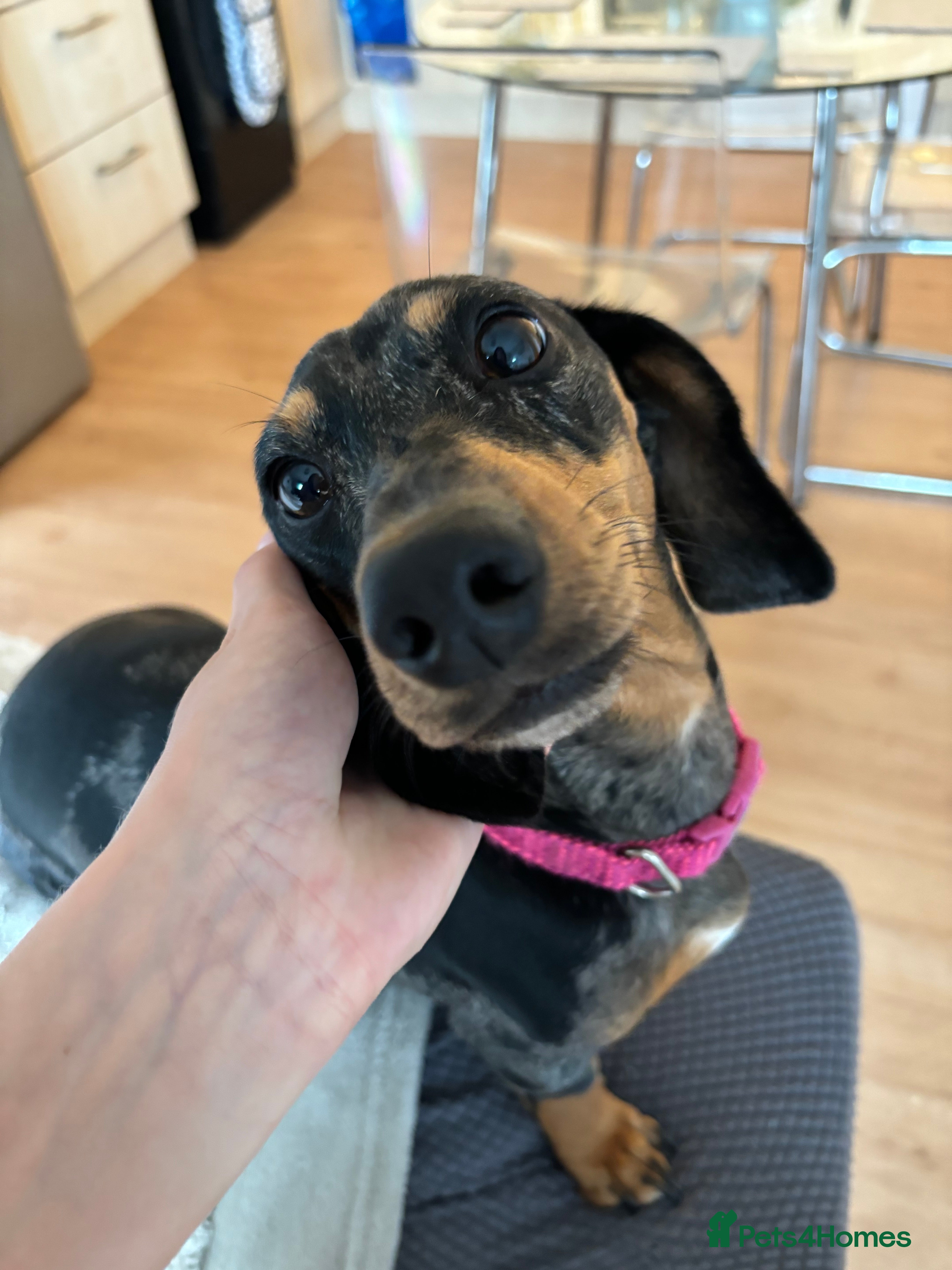 Dachshund dogs Dapple dachshund gabby in Bristol - Advert 18