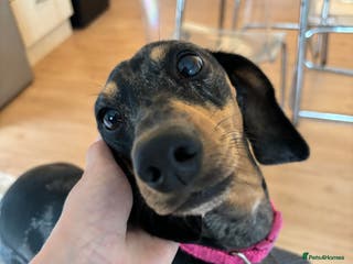 Dachshund dogs Dapple dachshund gabby in Bristol - Advert 18