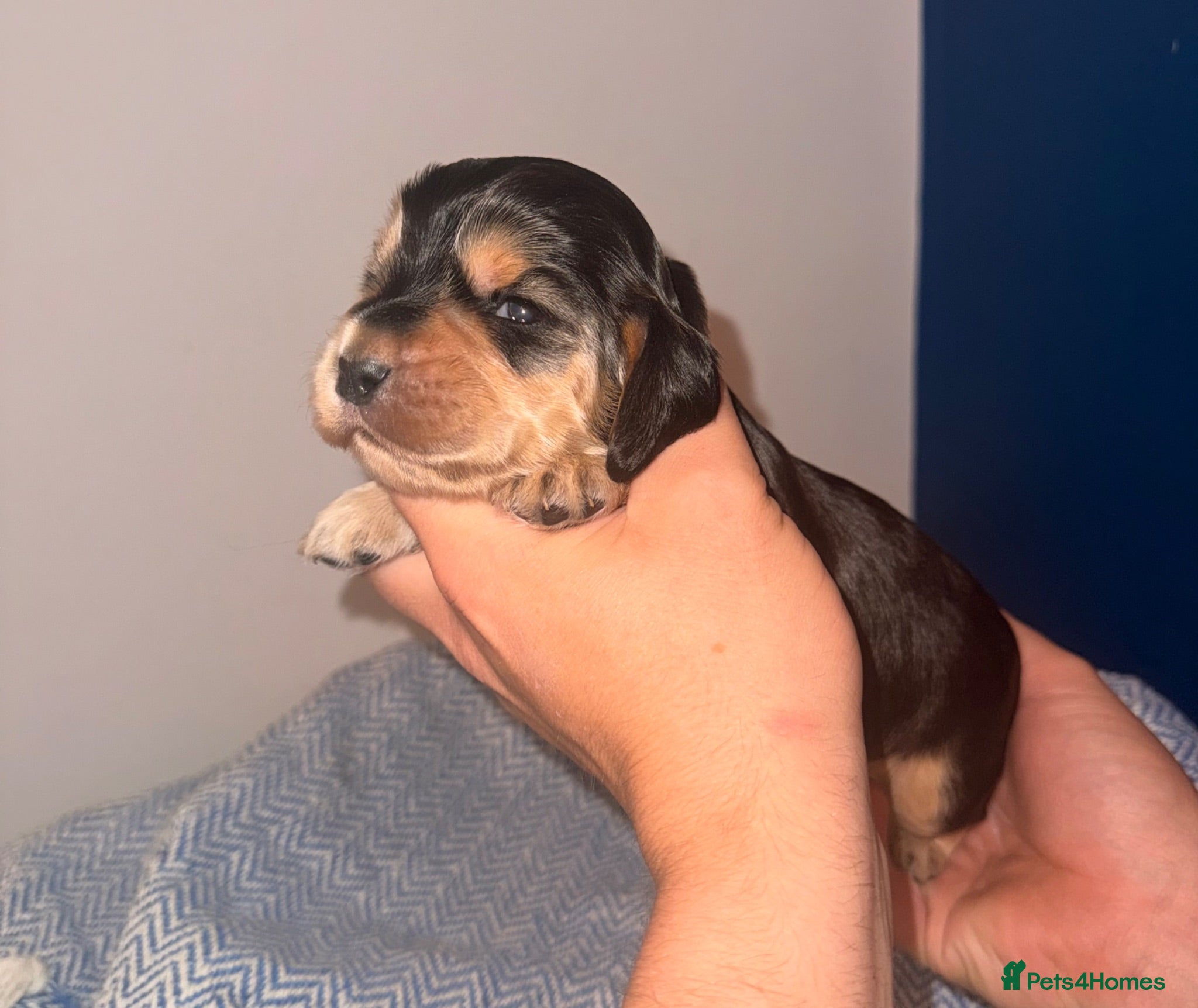 Cocker Spaniel dogs Outstanding KC registered Cocker Spaniel Puppies  - Advert 1